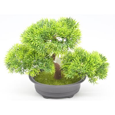 Bonsai w donicy 21 cm