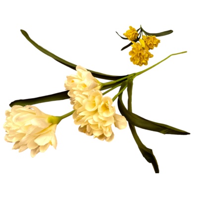Edgeworthia papierodajna 80 x 15 cm mix