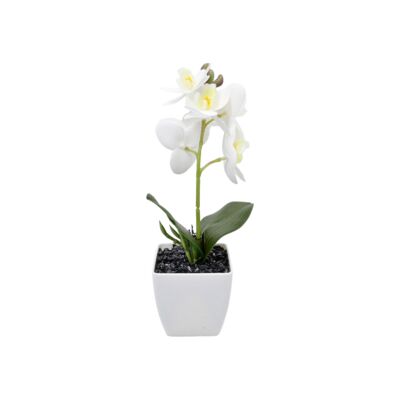 Storczyk w doniczce 28 cm biały