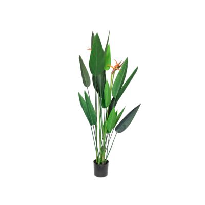 Strelicja w doniczce 150 cm
