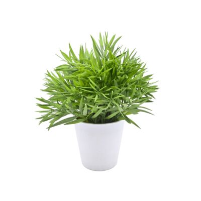 Roślina w doniczce 23 cm