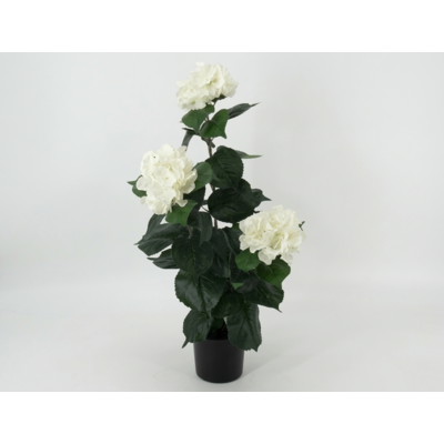 Roślina dekoracyjna w doniczce 75 cm