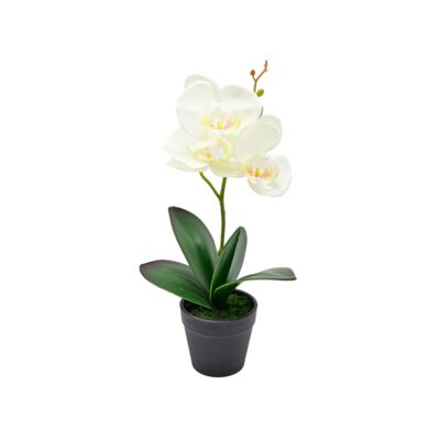 Storczyk w doniczce 30 cm