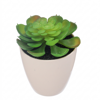 Sukulent w plastikowej doniczce 15 cm zielony