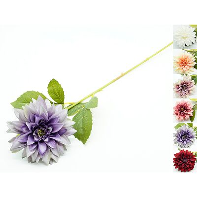 Dalia pojedyncza