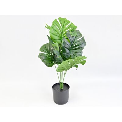 Monstera w doniczce 45 cm