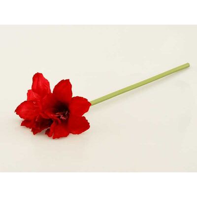 Amarylis pojedynczy 64 cm czerwony