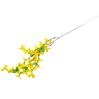 Forsycja gałązka 50 cm