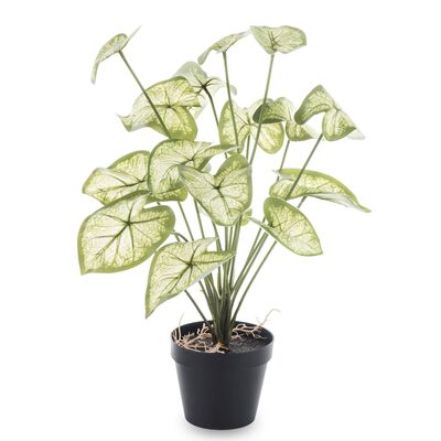 Roślina dekoracyjna kwiat caladium 40 cm