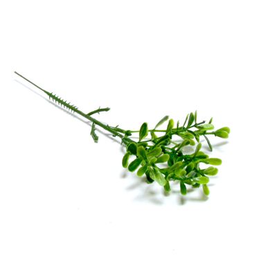 Gałązka bukszpanu 20 cm zielona